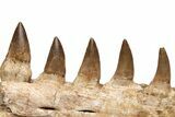 Mosasaur Jaw Section with Eight Teeth - Morocco #225282-6
